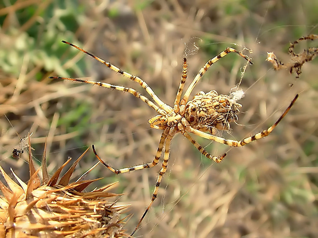 ... ammazza... quant'' grande... (Argiope lobata)